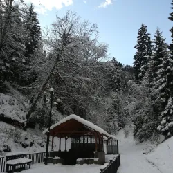 Tsagveri Forests - Tsagveri