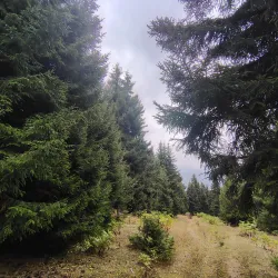 Tsagveri Mineral Springs - Tsagveri