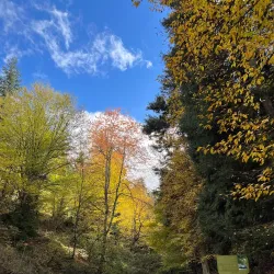 Tsagveri Mineral Springs - Tsagveri
