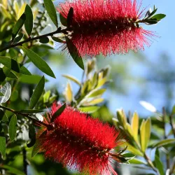 Zugdidi Botanical Garden - Zugdidi