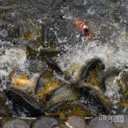 Zugdidi Botanical Garden - Zugdidi