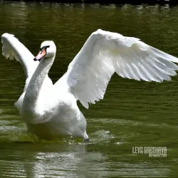 Zugdidi Botanical Garden - Zugdidi