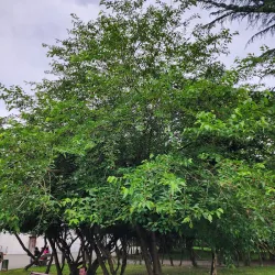 Zugdidi Church of the Virgin Mary - Zugdidi