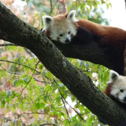 Aachener Tierpark Euregiozoo - Aachen