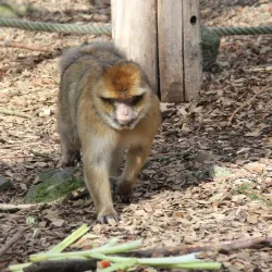 Aachener Tierpark Euregiozoo - Aachen