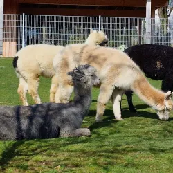 Aachener Tierpark Euregiozoo - Aachen