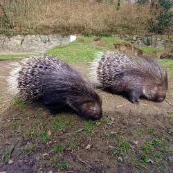 Aachener Tierpark Euregiozoo - Aachen