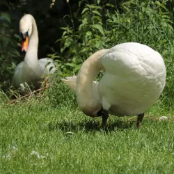 Stadtpark Amberg - Amberg