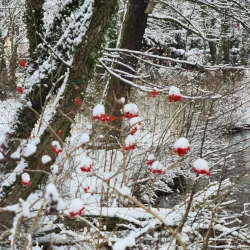 Stadtpark Amberg - Amberg