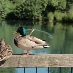 Stadtpark Amberg - Amberg
