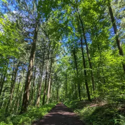 Angelbachtal Bird Watching Spots - Angelbachtal