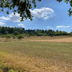 Angelbachtal Bird Watching Spots - Angelbachtal