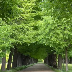 Orangerie Ansbach - Ansbach