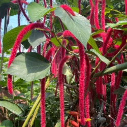 Augsburg Botanical Gardens - Augsburg