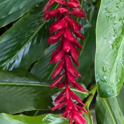 Bayreuth Botanical Garden - Bayreuth