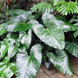 Bayreuth Botanical Garden - Bayreuth