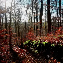 Schönbuch Nature Park - Böblingen