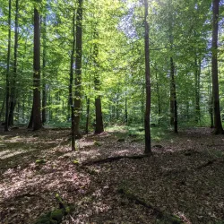 Schönbuch Nature Park - Böblingen