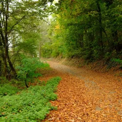 Exotenwald Bensheim - Bensheim