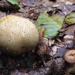 Lohmarer Wald - Bergisch Gladbach