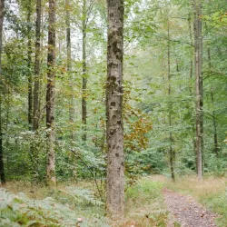Lohmarer Wald - Bergisch Gladbach