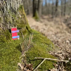 Lohmarer Wald - Bergisch Gladbach