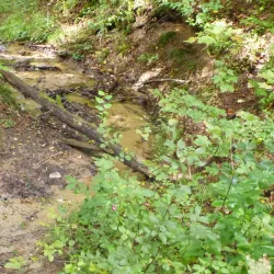 Lohmarer Wald - Bergisch Gladbach