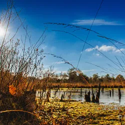 Beverstedter Moor Nature Reserve - Beverstedt