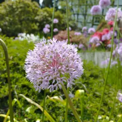 Botanischer Garten Bielefeld - Bielefeld