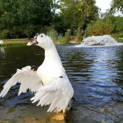 Bitburg City Park (Stadtpark) - Bitburg
