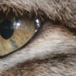 Bocholt Zoo - Bocholt