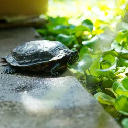Botanischer Garten der Ruhr-Universität Bochum (Botanical Garden) - Bochum