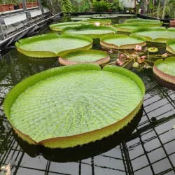 Botanischer Garten der Ruhr-Universität Bochum (Botanical Garden) - Bochum