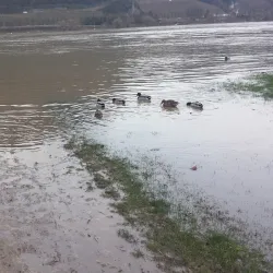 Beuel Rhine Promenade - Bonn