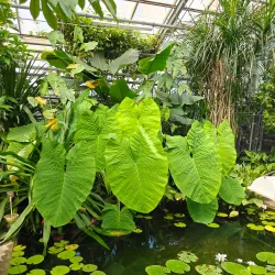 Botanical Gardens of the University of Bonn - Bonn