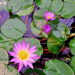 Botanical Gardens of the University of Bonn - Bonn