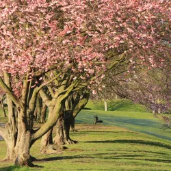 Rheinaue Park (Rheinaue) - Bonn