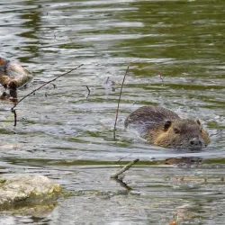 Rheinaue Park (Rheinaue) - Bonn