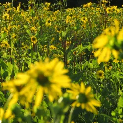 Kirchhellen Village - Bottrop