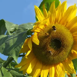 Kirchhellen Village - Bottrop