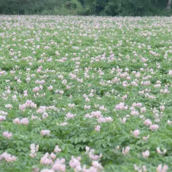 Kirchhellen Village - Bottrop