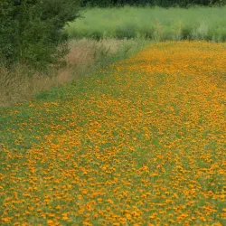 Kirchhellen Village - Bottrop