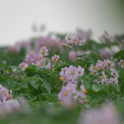 Kirchhellen Village - Bottrop