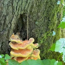 Kirchhellener Heide Nature Reserve - Bottrop