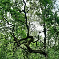 Kirchhellener Heide Nature Reserve - Bottrop