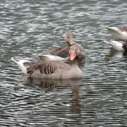 Kirchhellener Heide Nature Reserve - Bottrop