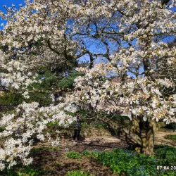 Botanischer Garten der Technischen Universität Braunschweig - Braunschweig