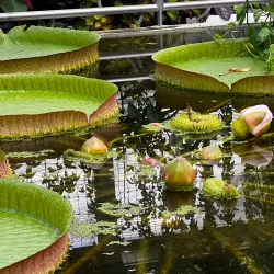 Botanischer Garten der Technischen Universität Braunschweig - Braunschweig