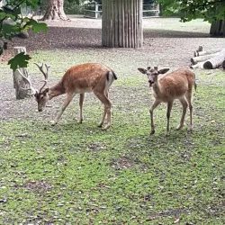 Bürgerpark Bremen - Bremen