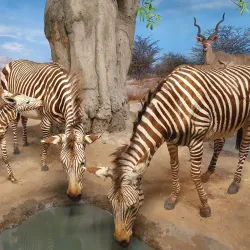 Overseas Museum Bremen (Übersee-Museum) - Bremen